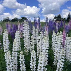 Отель La Collina, Московская область