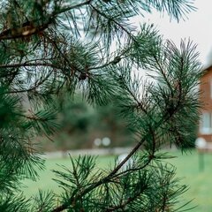 Эко-отель Белая мельница, Московская область