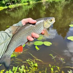 Эко-отель Белая мельница, Московская область