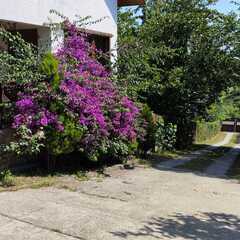 Гостевой дом Ковчег, Гагрский район