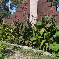 База отдыха Асса, Пицунда