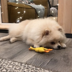 Глэмпинг Resort Novinki Barn, Владимирская область