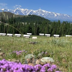 Глэмпинг Выше гор Курай , Республика Алтай