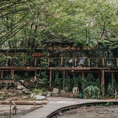 Глэмпинг и СПА Лес, Сочи, Краснодарский край