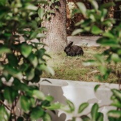 Глэмпинг и СПА Лес, Сочи, Краснодарский край