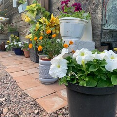 Гостевой дом Олта, Ленинградская область