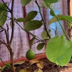 Глэмпинг Оранжереи, Сочи, Краснодарский край