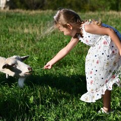 Глэмпинг FamilyGlamp Куликово поле, Липецкая область