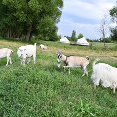 Глэмпинг FamilyGlamp Куликово поле, Липецкая область