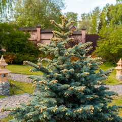 Загородная база отдыха Чайна Таун , Московская область