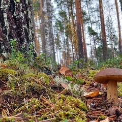 Гостевой дом Волнушка, Республика Карелия