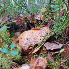 Гостевой дом Волнушка, Республика Карелия
