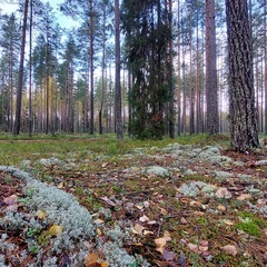 Гостевой дом Волнушка, Республика Карелия
