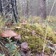 Гостевой дом Волнушка, Республика Карелия
