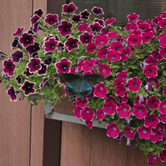 База отдыха Green Island, Приморский край