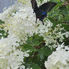 База отдыха Green Island, Приморский край