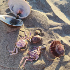 База отдыха Green Island, Приморский край