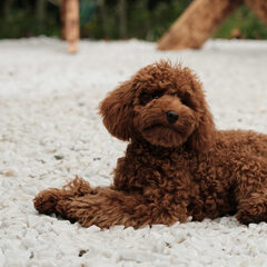 Глэмпинг Мармар, Республика Карелия