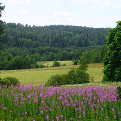 Глэмпинг Мармар, Республика Карелия