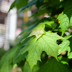 Отель Белый Снег, Сахалинская область