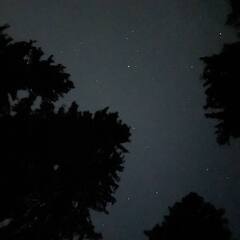 Глэмпинг Pine Forest (Шадрино), Московская область