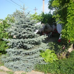 Гостевой дом Оазис (Береговое), Крым