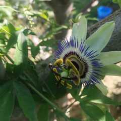 Гостевой дом Оазис (Береговое), Крым