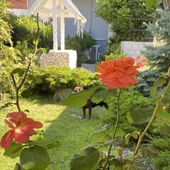 Гостевой дом Континент, Краснодарский край