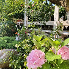 Гостевой дом Континент, Краснодарский край