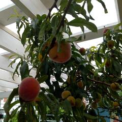 Гостевой дом Континент, Краснодарский край