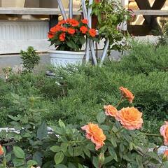 Гостевой дом Континент, Краснодарский край