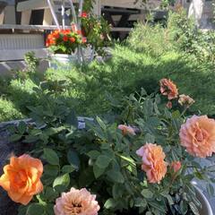 Гостевой дом Континент, Краснодарский край