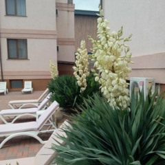 Вилла Лайт, Крым