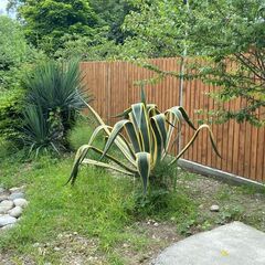 Коттеджный комплекс Малина (Гагра), Гагра