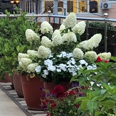 Гостевой дом Флоренция, Краснодарский край