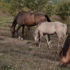 База отдыха Уркуста-парк (Передовое), Крым