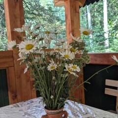 База отдыха Мухоморье, Республика Карачаево-Черкесия 