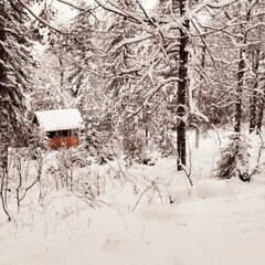 База отдыха Мухоморье, Республика Карачаево-Черкесия 
