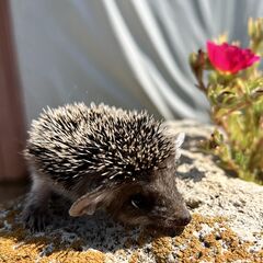 Глэмпинг Калмыцкий дворик Сансара, Республика Калмыкия