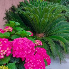 Гостевой дом Черноморская жемчужина, Сочи, Краснодарский край