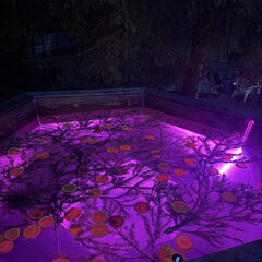 Гостевой дом Дом и Елки, Московская область