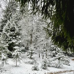 Гостевой дом Дом и Елки, Московская область