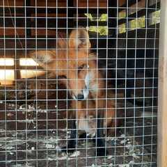 Эко-комплекс Печки-лавочки, Московская область