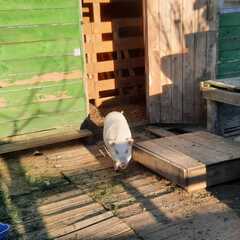 Эко-комплекс Печки-лавочки, Московская область