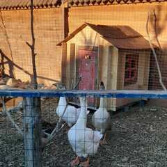 Эко-комплекс Печки-лавочки, Московская область