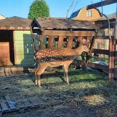 Эко-комплекс Печки-лавочки, Московская область