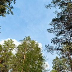 Глэмпинг Домвбору.ру, Оренбургская область