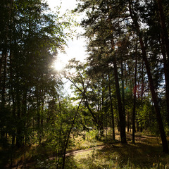 Глэмпинг Домвбору.ру, Оренбургская область