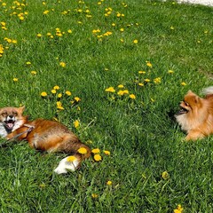 База отдыха Лиса, Новгородская область
