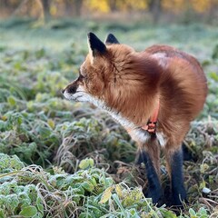 База отдыха Лиса, Новгородская область